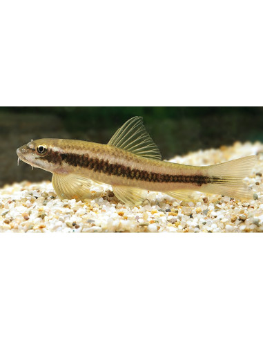 Garra Ceylonensis 3-4cm Wild