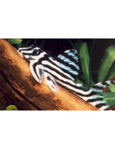 Hypancistrus Zebra L 46 3-3,5cm