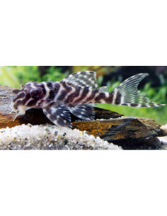 Hypancistrus L66 (Hypancistrus sp. L66) 6-7cm Wild