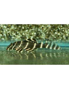 Panaqolus albivermis L204 (Panaqolus albivermis L204) 5-6cm Wild