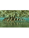 Panaqolus albivermis L204 (Panaqolus albivermis L204) 5-6cm Wild