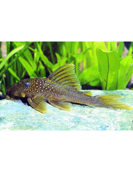 Baryancistrus demantoides L200 (Baryancistrus demantoides L200) 7-10cm Wild
