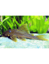 Baryancistrus demantoides L200 (Baryancistrus demantoides L200) 7-10cm Wild