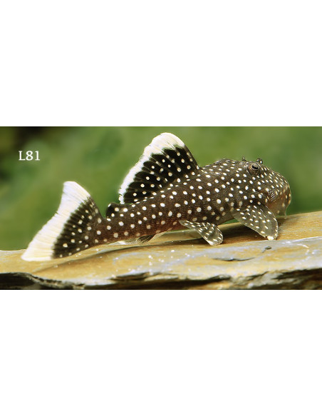 Baryancistrus Xanthellus L 81 6-8cm Wild