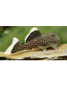 Baryancistrus Xanthellus L 81 6-8cm Wild