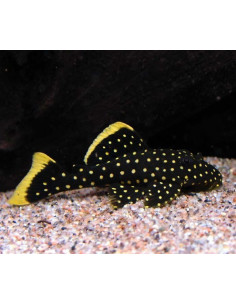 Baryancistrus xanthellus L177 (Baryancistrus xanthellus L177) 4-5cm Wild