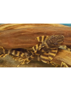 Panaqolus tankei L398 (Panaqolus tankei L398) 6-8cm Wild