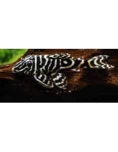 Hypancistrus debilittera L129 (Hypancistrus debilittera L129) 5-7cm Wild