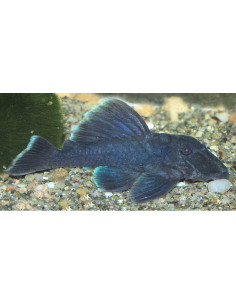 Baryancistrus beggini L239 (Baryancistrus beggini L239) 4-5cm Wild