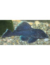 Baryancistrus beggini L239 (Baryancistrus beggini L239) 4-5cm Wild