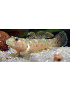 Gobie Rhinogobius rubromaculatus (Rhinogobius rubromaculatus) 4-4,5cm Wild
