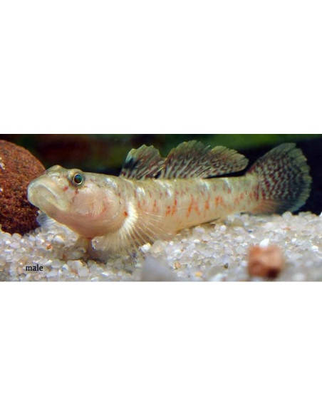 Gobie Rhinogobius rubromaculatus (Rhinogobius rubromaculatus) 4-4,5cm Wild