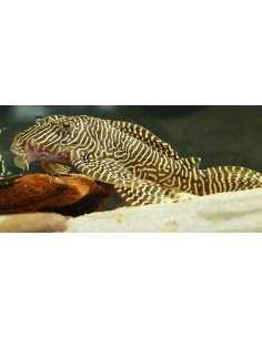 Hypancistrus L260 (Hypancistrus sp. L260) 4-6cm Wild