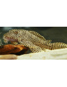 Hypancistrus L260 (Hypancistrus sp. L260) 4-6cm Wild