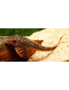 Pléco Lasiancistrus L178 (Lasiancistrus sp. L178) 5-7cm Wild