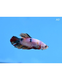 Betta mâle High Quality Candy (Betta splendens High Quality Candy) 4-5cm