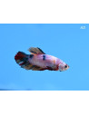 Betta mâle High Quality Candy (Betta splendens High Quality Candy) 4-5cm