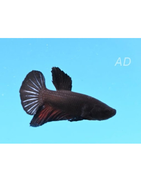 Betta Male Pkhm Black 4-5cm