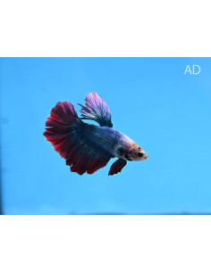 Betta mâle Giant PKHM Mix (Betta splendens Giant PKHM Mix) 6-7cm