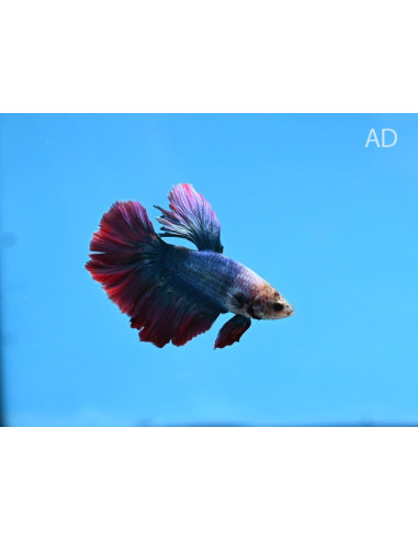 Betta mâle Giant PKHM Mix (Betta splendens Giant PKHM Mix) 6-7cm