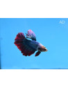 Betta mâle Giant PKHM Mix (Betta splendens Giant PKHM Mix) 6-7cm