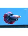 Betta Splendens Halfmoon Rosetail (M) 4-5cm