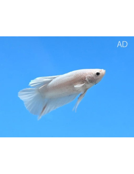 Betta mâle Halfmoon White (Betta splendens Halfmoon White) 4-5cm
