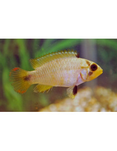 Apistogramma panduro (Apistogramma panduro) 3-4cm (couple)