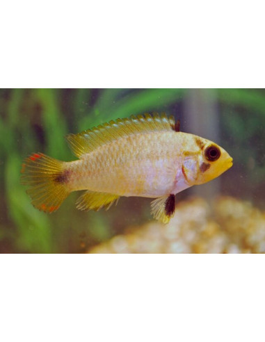 Apistogramma panduro (Apistogramma panduro) 3-4cm (couple)