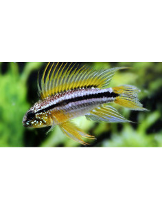 Apistogramma Bitaeniata 2,5-3cm Pair Wild