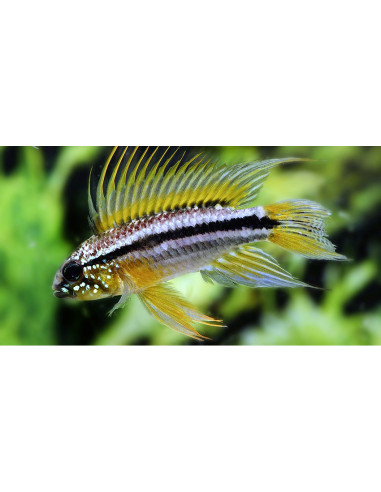 Apistogramma Bitaeniata 2,5-3cm Pair Wild