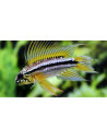 Apistogramma Bitaeniata 2,5-3cm Pair Wild