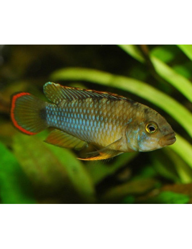 Apistogramma Nijseni 3-4cm