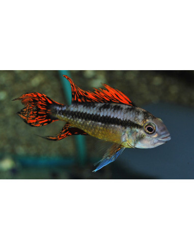 Apistogramma Cacatuoides Double-Red 3-4 cm (paar)