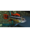 Apistogramma Cacatuoides Double-Red 3-4 cm (paar)