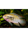 Laetacara dorsigera (Laetacara dorsigera) 3-3,5cm