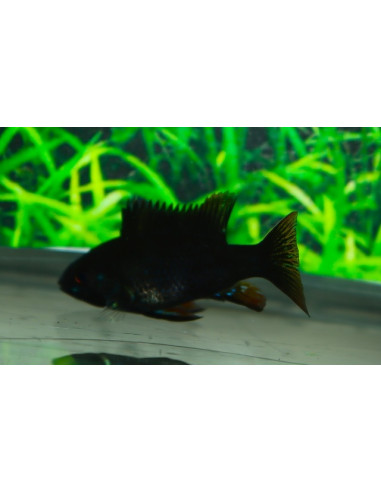 Ramirezi Black (Mikrogeophagus ramirezi Black) 3,5-4cm