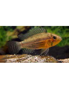Apistogramma Cacatuoides 3.5-4,5 Cm