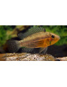 Apistogramma Cacatuoides 3.5-4,5 Cm