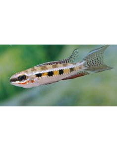 Dicrossus filamentosa (Dicrossus filamentosa) 2-2,5cm Wild