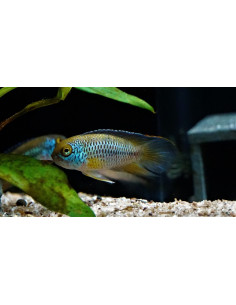 Nannacara anomala (Nannacara anomala) 2-3cm
