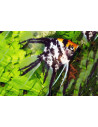 Scalaire Koi Tricolor (Pterophyllum scalare) 3-4cm