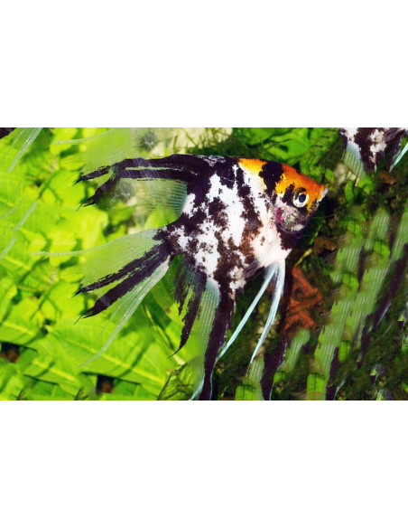 Pterophyllum Scalare Koi Tricolor 4-5cm