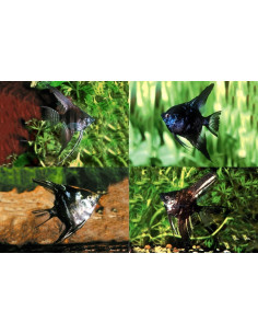 Scalaire Dark Mix (Pterophyllum scalare) 4-5cm