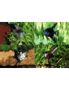 Scalaire Dark Mix (Pterophyllum scalare) 4-5cm