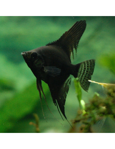 Scalaire Black Velvet (Pterophyllum scalare) 4-5cm