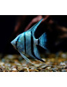 Scalaire Neon Blue (Pterophyllum scalare) 4-5cm