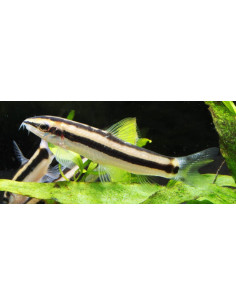 Botia nigrolineata (Yasuhikotakia nigrolineata) 3,5-4,5cm Wild