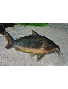 Brochis Splendens 5-6cm Wild