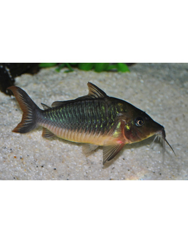 Brochis Splendens 5-6cm Wild